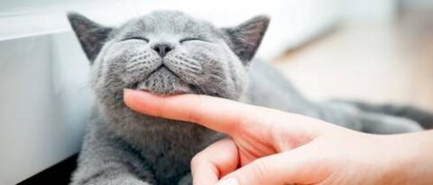 $150 National Online & In-Person Shopping Mission: Cats