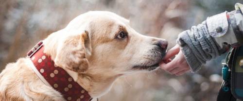 $100+ National Online Study About Pets
