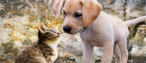 $300-$500 National Online Study For Veterinary Professionals