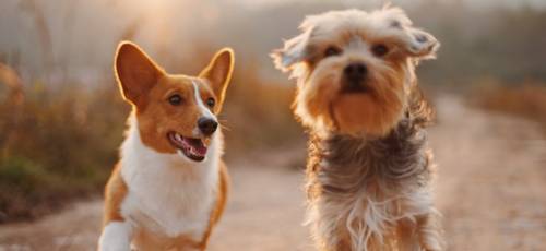 $100 Quick Usability Test For Veterinarian Clinic Staff, Starts 7/19