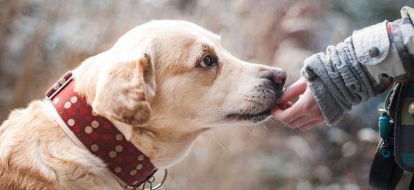 $75 National Online Study For Pet Owners