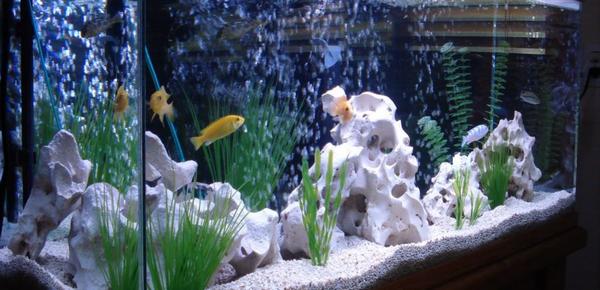 $125 National Online Study About Aquariums & Home Decor, Starts 8/16
