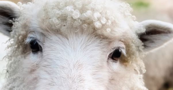 $125-$175 National Online Study About Livestock Animals