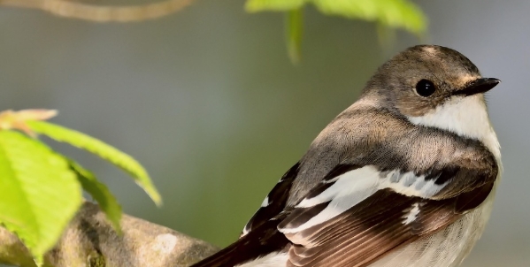 $125 Online Study About Bird Seeds (Texas)